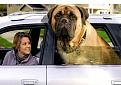 Click image for larger version

Name:	giant%20English%20Mastiff.jpg
Views:	43
Size:	142.8 KB
ID:	255942